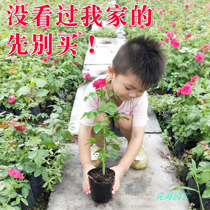 一件代发月季花苗爬藤特大花四季盆栽小苗庭院藤本开不断植物欧月