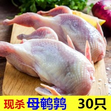 �r���Ѫȥ���K��30ֻ���r���w�g�����r���ك��g����t���~ը����