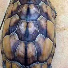 ���͞������w������ꑵ����Բ����ش�������������L����