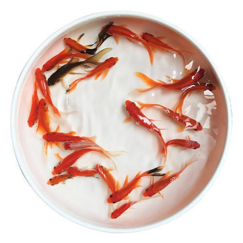 Small Goldfish Fry, Ornamental Fish, Cold Water Resistant, Easy to Raise, Freshwater Red and White Koi Live Fish, Small Fish, Grass Goldfish Live Fish