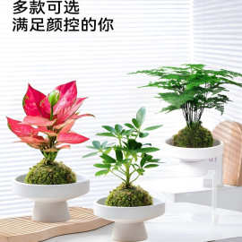 水培苔藓球植物室内好养小绿植盆栽绿萝发财树栀子花蕨类吸甲醛