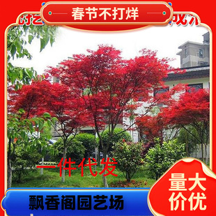 һ�����l�ļ��ձ��t������t�輧ͥԺ���~�L���������t�༾�t����