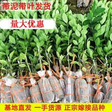 ˮʘԎ͏dGֲ҃Ȼ͟Ų̛́ͥԺֲ