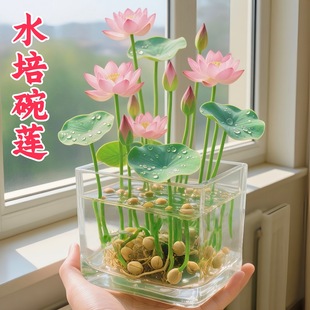 ˮ��ֲ����ɏ˯ɏ�ɻ��������~�ב���ˮ�B���F���҃ȾGֲ��������