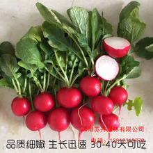 阳台盆栽樱桃萝卜种子四季农家蔬菜种子菜种子水果种籽40天可收获