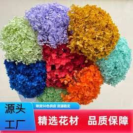 花者单支安娜绣球伴手礼绣球干花永生绣球家居装饰插花多色批发