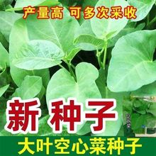 ~Ĳ˷Nļ͟A~Ĳˮٲ̨߲˷N