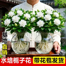 盆栽;园林果树;灌木