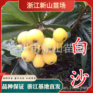 ܛ�l������ɳ��������N�mϪ�����˘�����������޽ӹ���������