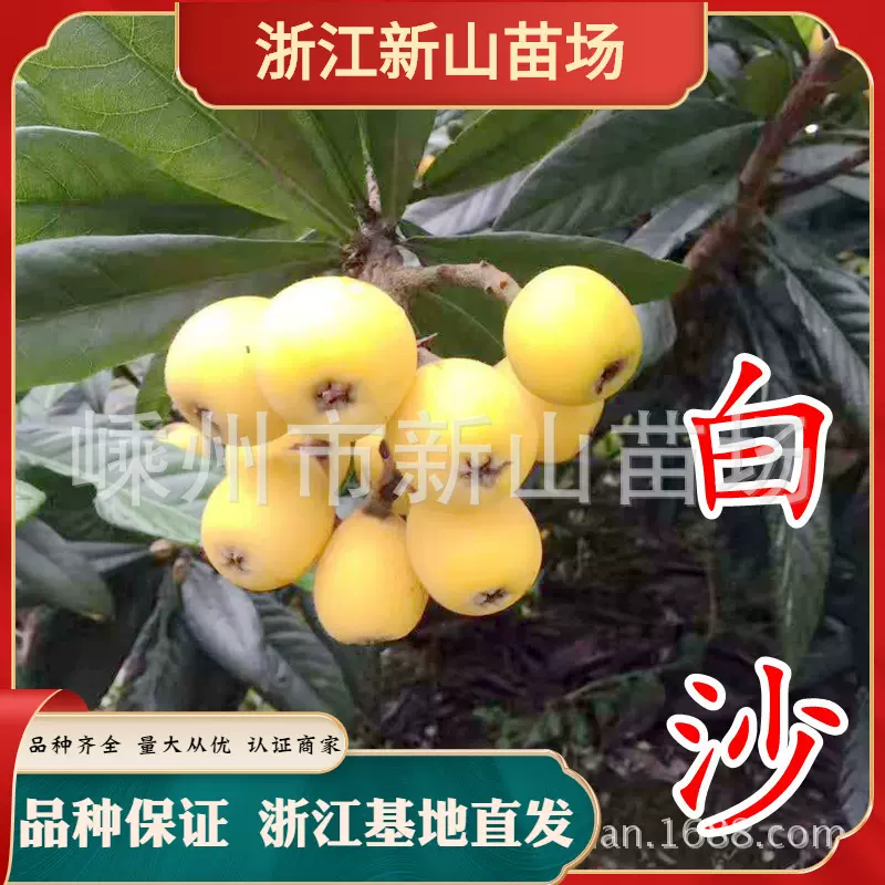 软条塘栖白沙枇杷苗青种兰溪白枇杷树白玉大枇杷苗嫁接果树枇杷苗