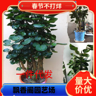 һ�����l����ͩ���X�����Դ���Ϙ��辰�͏d�҃��ļ����໨������