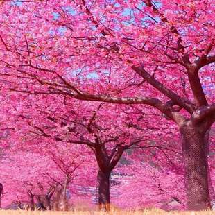 Japanese Cherry Blossom Saplings Cherry Blossom Seedlings North and South Courtyard Balcony Ground Potted Flower Trees Garden Plants Landscape Trees