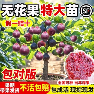 �o����������粨���tͥԺ��������簫�������ļ��Nֲ����Y��