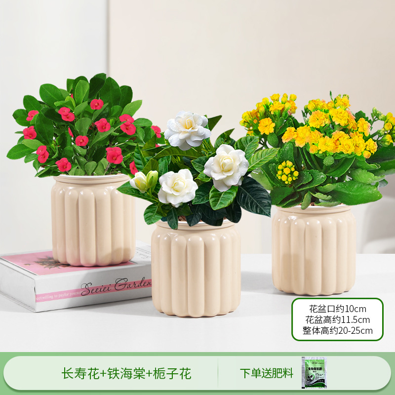 카멜리아 + 베고니아 + 치자나무