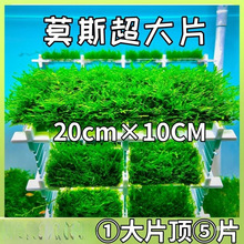 �~��Ī˹ˮ��ֲ����wĽ˹Ƭɢ�bĪ�z�����ľ�����Ǵ��Iǰ���쾰