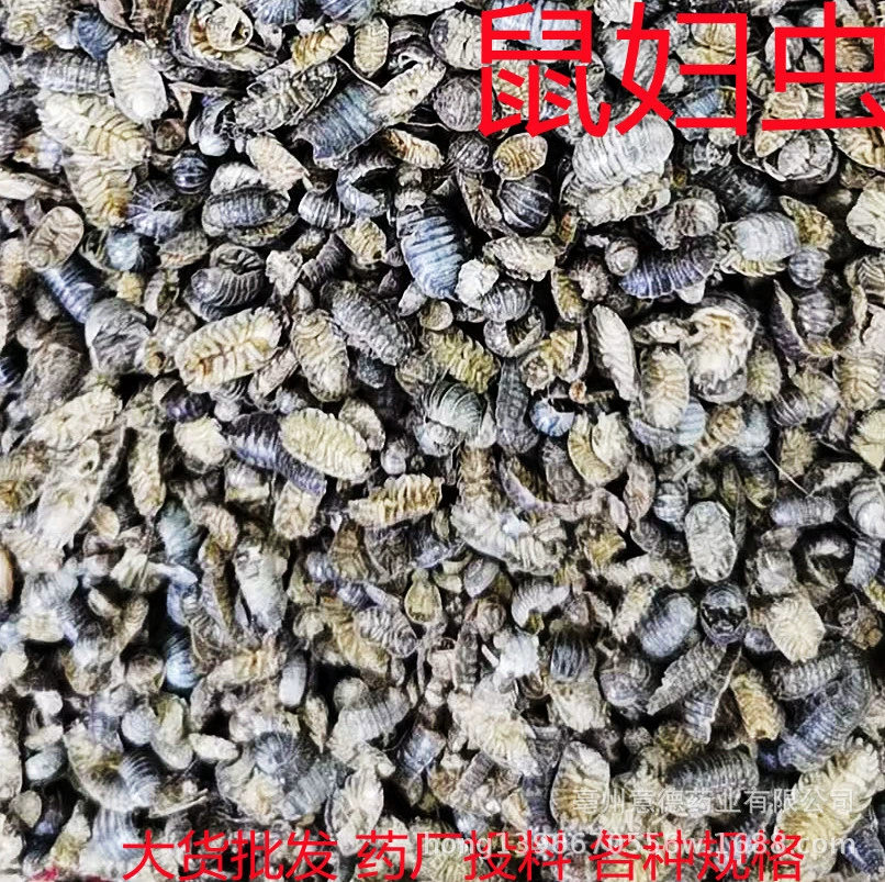 Оптовая продажа крысиного червя прилив червя