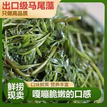 海草鞭炮笋5斤非干货新鲜马尾藻长寿菜盐渍海藻菜海带批发