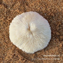 圆形0菊花道具装饰品摆件消磁海水晶白珊瑚天然鱼缸造景贝壳