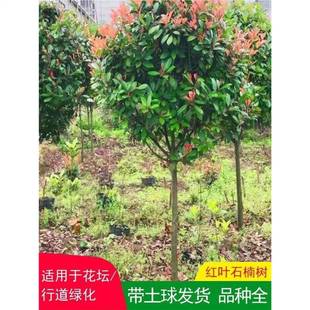 �t�~ʯ������ߗU�������С��ͥԺ�@�־G���繤�����ⳣ��ֲ��