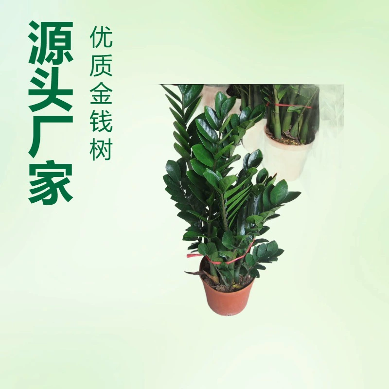 Базовая партия поставки комнатных лиственных растений денежное дерево небольшой горшок 180 чашек садовые цветы оптом