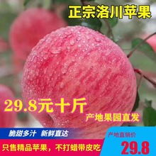 現摘新果陝西延安洛川紅富士蘋果產地直銷新鮮水果脆甜多汁冰糖心