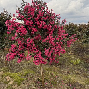 ��ޱ�����Ի������l�G���t����ޱ����ռt�t���������ޱ���Z�q