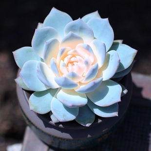 ���{�B����ֲ��ɏ�����{ʯɏ���~�{�B�k���҃����Ը��ֵ�羳���u