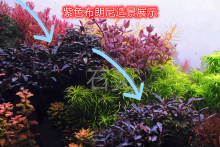 ������ˮ�şo�������̼�������{�ݸ׳�ľ�쾰����ˮ��