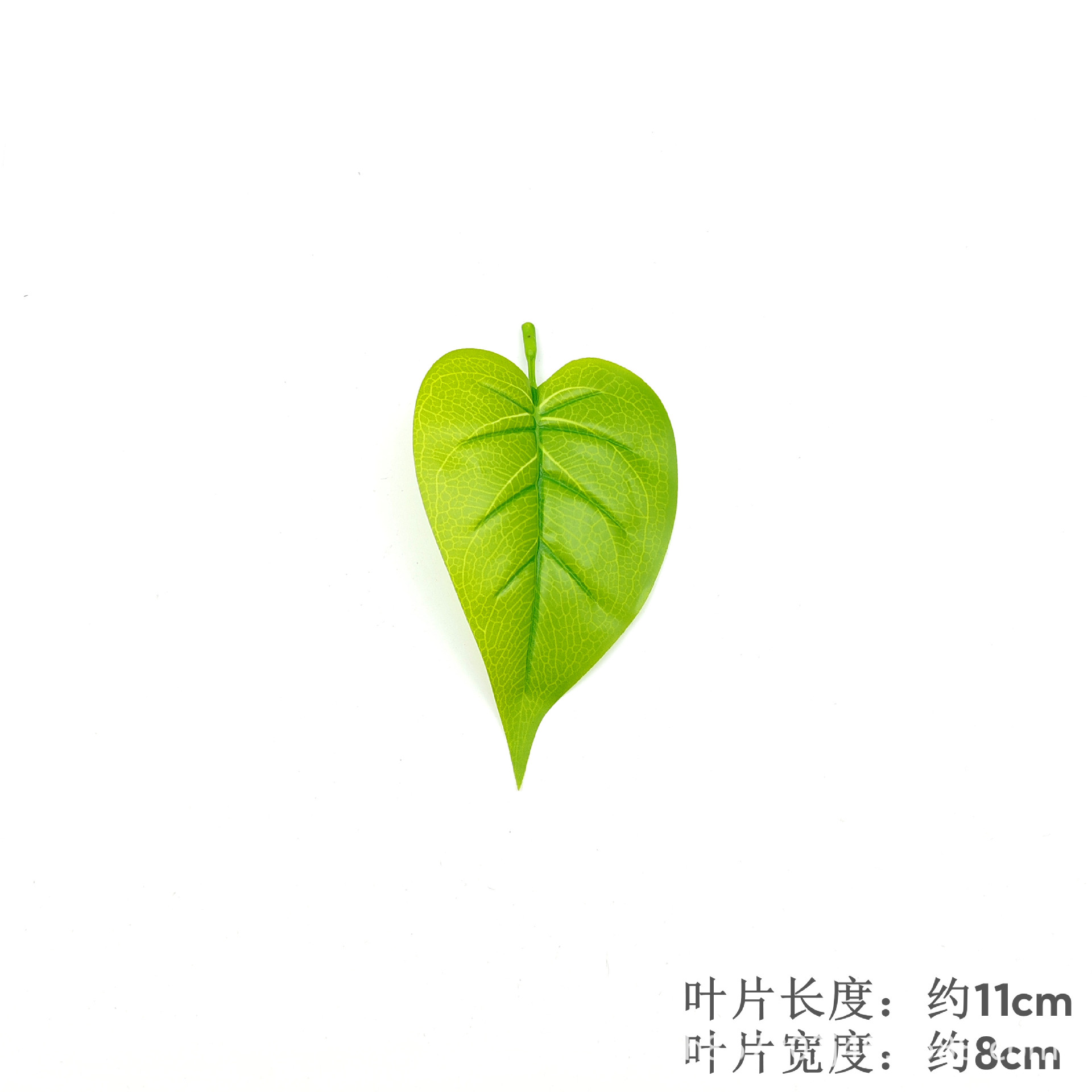 Anthurium leaves - light color
