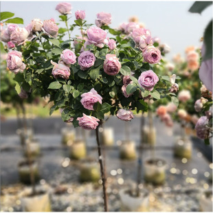 �ߗU����Ϙ��¼�õ����¼����_�������¼���ͥԺ���Ե����¼�