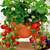 [E -commerce purchase] Cream strawberry seeds fruit seed seed seed seed seed seedlings family spring, autumn and winter potted grass