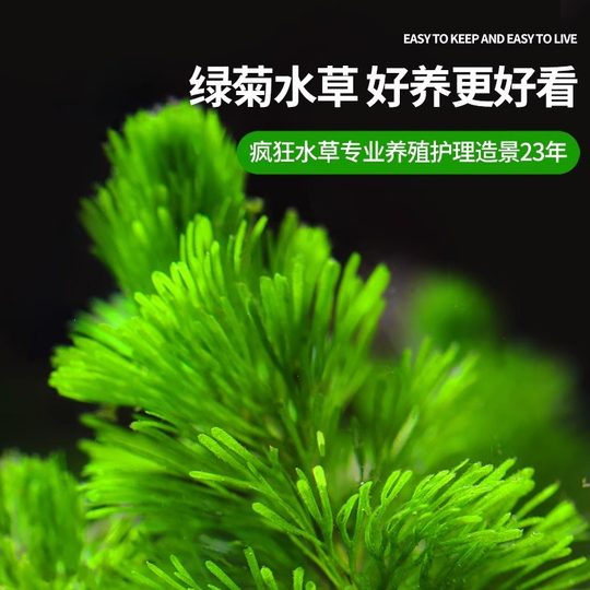 疯狂水草鱼缸植物造景摆件真草水培定植懒人阴性水榕水草厂家批发