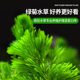 疯狂水草鱼缸植物造景摆件真草水培定植懒人阴性水榕水草厂家批发