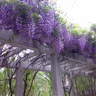 �໨��������箔���_�� ͥԺ��ܾG���ļ��Nֲ�����ٱ�ֲ��