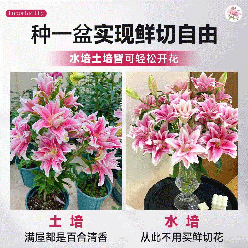 重瓣香水百合花种球四季开花带芽浓香特大球包对版黄天霸百合种球