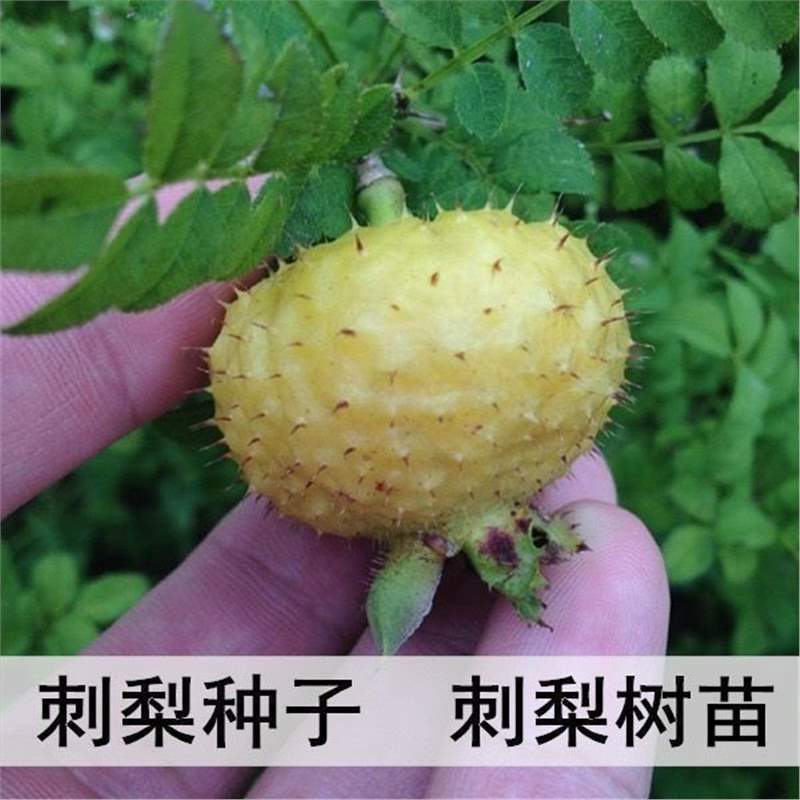 刺梨种子 当年结果 刺梨树苗  黄刺梅种子 梨梅 贵州刺梨种子