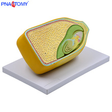 ��������ģ�͘���ֲ�：���ɲ�ж�N��΢�^�Ŵ�̾���ѿ����ֲ��W