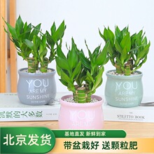 荷花竹观音竹小丛林富贵竹盆栽办公室内绿植水培植物观叶净化空气