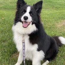 纯种黑白双血统边境牧羊犬幼犬纯种活物边牧幼犬活体宠物边牧犬