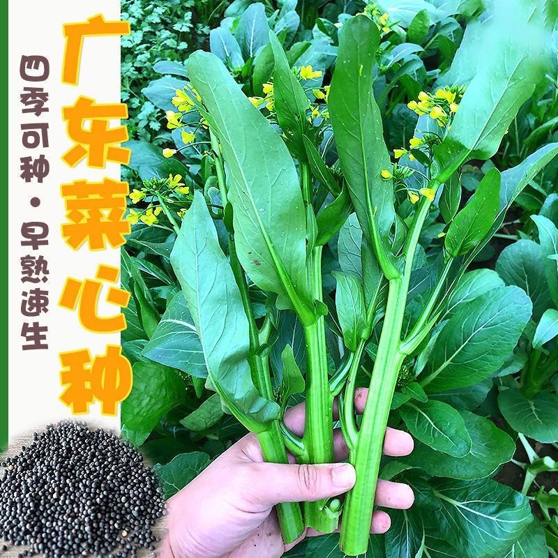 【25天采收】四季菜心种子四九甜菜心种子广东青菜籽盆栽蔬菜种子