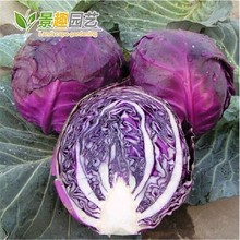 秋播紫甘藍種子 紫色卷心菜 紫包菜庭院陽台蔬菜種子易種高產菜籽