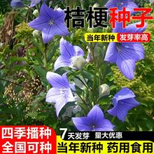 �۹��N����ș���ؼ��۹��N�Ѵ��ļ��Nֲ�繷���̲˷N�ӿ�ș��ʳ��