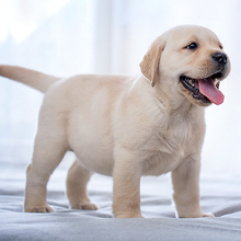 纯种拉布拉多幼犬活体拉布拉多中型犬白色黑色拉布拉多犬宠物狗狗