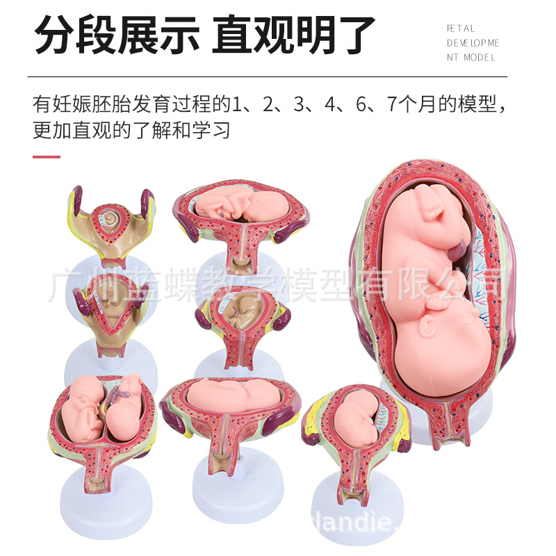 ������̥�γ�̥�����﷢�����̸������ӹ����ʸ��׼���չ��ѧģ��