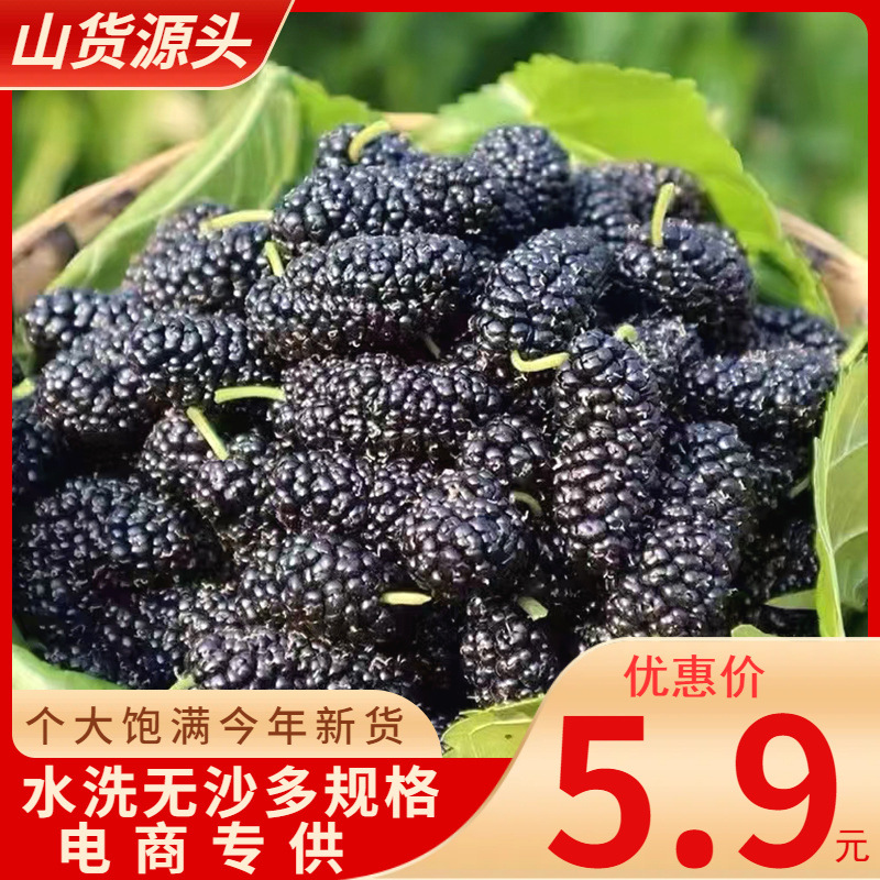 桑葚干大颗粒黑桑大果桑椹茶干果新疆桑葚子泡水无沙水洗货冻干