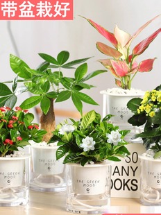 ˮ��Gֲ���Ի���ֲ���k���҃Ⱥ��B���������ƿ͏dˮ�B�d�Ӱlؔ��