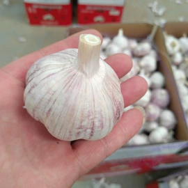 蒜;洋葱;姜