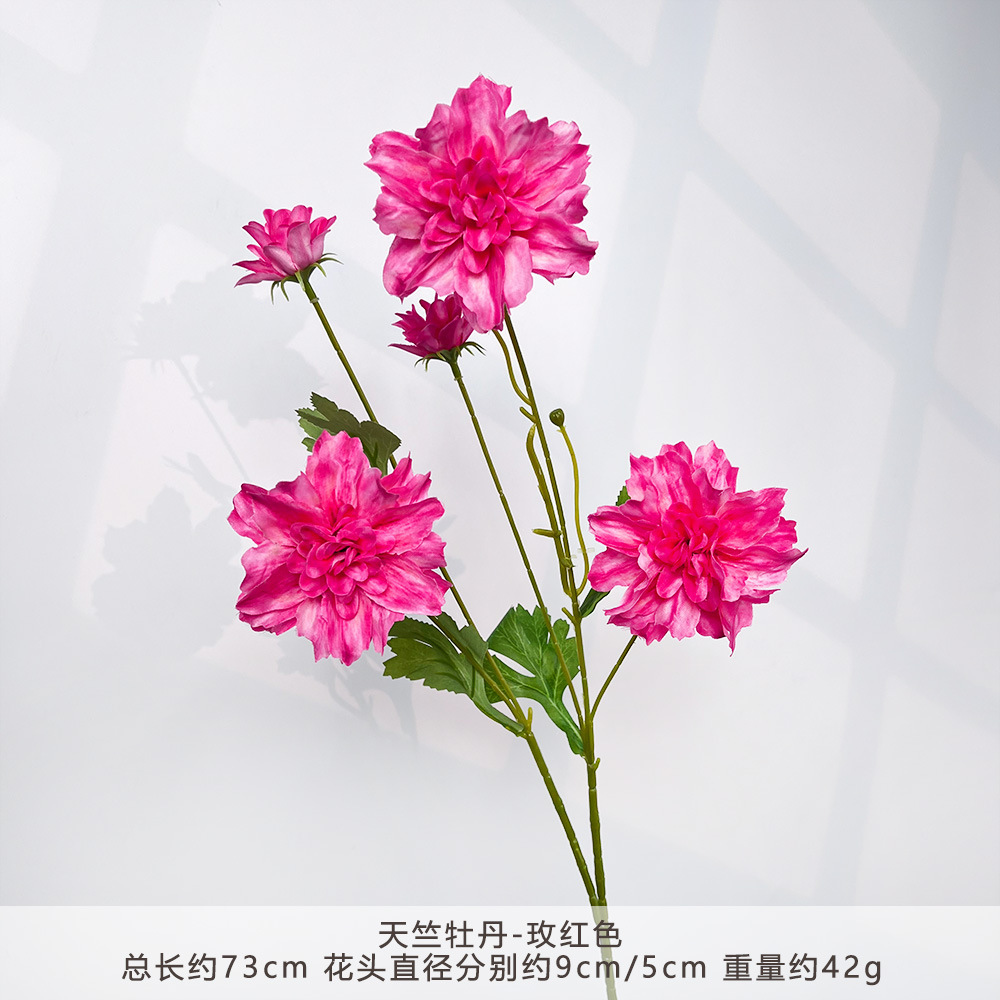 MJ-天竺牡丹-玫红