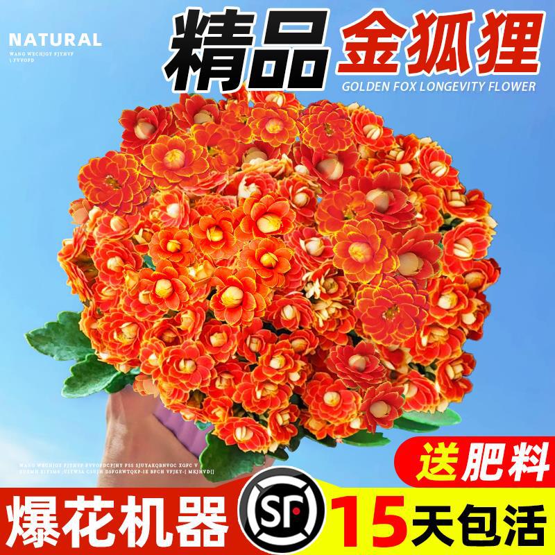 新品长寿花四季开重瓣大花名贵花卉耐寒绿植物苗带花苞金狐狸室内