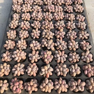 Peach Egg Peach Egg Double-Headed about 3cm Pink Plug Seedling Succulent Plant Base Direct Sales Large Favorably
